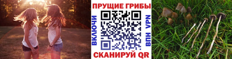 Галлюциногенные грибы GOLDEN TEACHER  дарк нет какой сайт  Сольвычегодск 